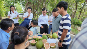 Nâng cao kỹ thuật chăm sóc bưởi xuất khẩu cho nông dân địa phương