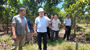 Khảo sát tiềm năng phát triển kinh tế từ mô hình cây chanh dây hữu cơ
